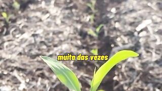 Motivaçaodiaria