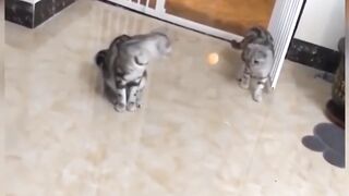 Funny cat