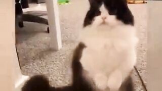 Funny cat