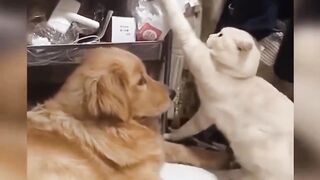 Funny cat