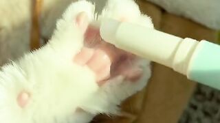Cute Kitten