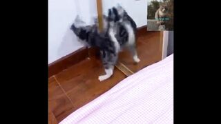 Funny cat