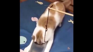 Funniest Dogs And Cats - Best Of The 2023 Funny Animal Videos