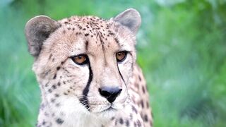A leopard hunting