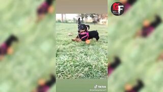 Funny Animals | Funny & Cute Dogs Trending Videos |hot