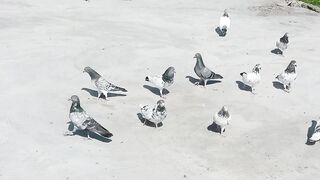 High quality pigeons