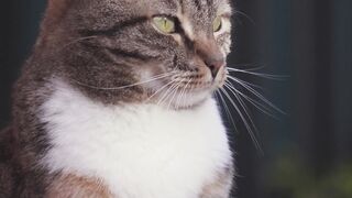 Funny cat