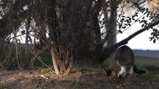 Beautiful cat