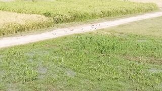 Pigeons