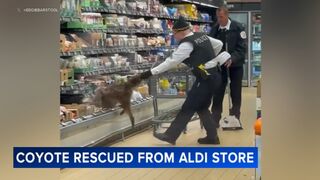 A wild coyote was pulled out of a cheese cooler in a store