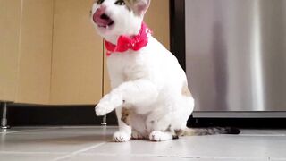 funny cat