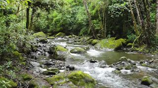Rainforest 4K - The World’s Amazing Tropical Rainforest ｜ Jungle Sounds ｜ Scenic Relaxation Film