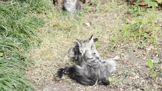 the battle between cats