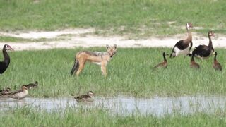 fox hunting birds