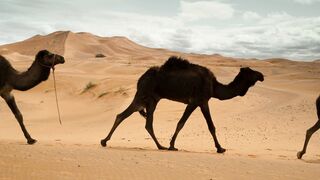 camel walking