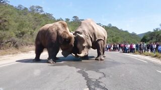 Bear & Rhino Fights