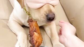 Dog reaction