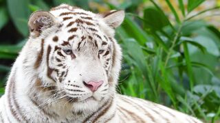 The MOST BEAUTIFUL ANIMALS in 4K： Nature's Hidden Creatures 4K VIDEO ULTRA HD #4K #ANIMAL #WILDLIFE