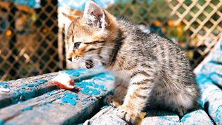 cat funny