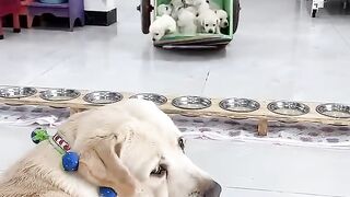 Cute babys dog