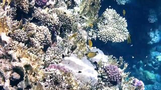 small fish