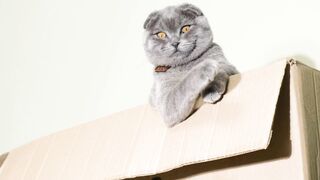catfunny