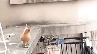 Poulets peuvent voler