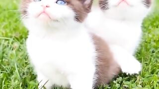 Animal cate