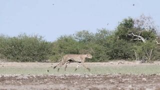 CHEETAHS HUNTING IN THE SAVANA