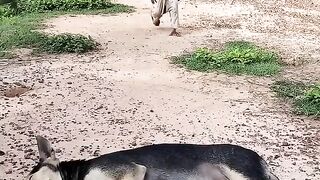 Monkey play with dog