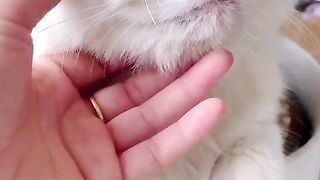 Watch this girl take care of her cat on Eid ????
