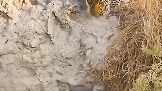 Leopard king of hunter