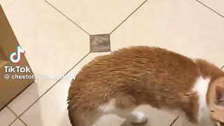 Cat in home