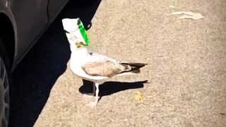 Burung Terjebak dlam Sebuah Plastik