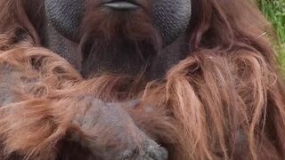 Orangutan yang tampan dan mempesona