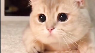 Cute cats