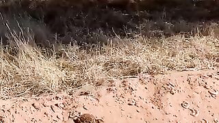 Strategy of leopard catching gazelle