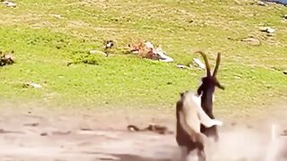 Le plus fort peut  vivre dans les jungle