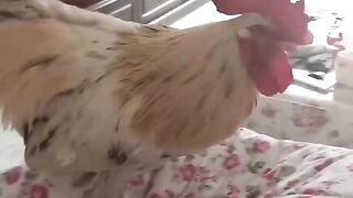 Ayam Jago