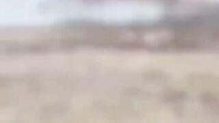 Crocodile catching dog