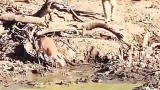 Leopard attack gazelle