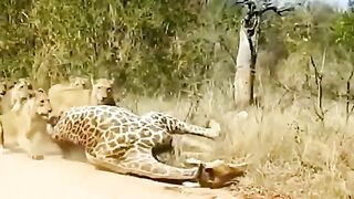 Lion chassant la girafe