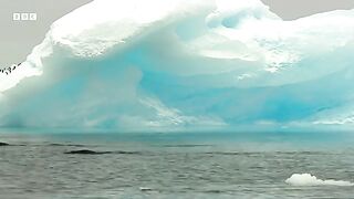 Diving With Penguins In Antarctica   Deep Into The Wild