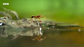 Fire Ants Build a Living Raft _ A Perfect Planet