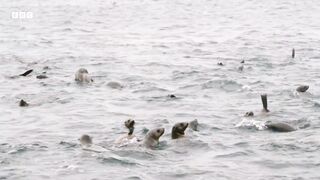 Hidden Camera Reveals Unseen Seal Behaviour _ Animals With Cameras