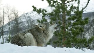 Accepted into a Wolf Pack _ Snow Animals