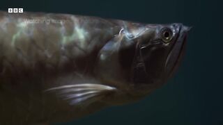 Unwind In Serene Underwater Worlds _ The Wild Place