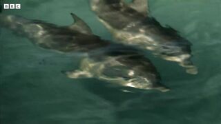 Teaching a Baby Dolphin How to Fish _ Puck s Story Part 6 _ Dolphins of Shark Bay