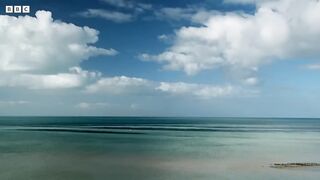 Young Dolphin Plays in the Open Waters _ Puck s Story Part 5 _ Dolphins of Shark Bay