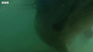 Hours-Old Baby Dolphin Learns to Swim _ Puck s Story Part 3 _ Dolphins of Shark Bay